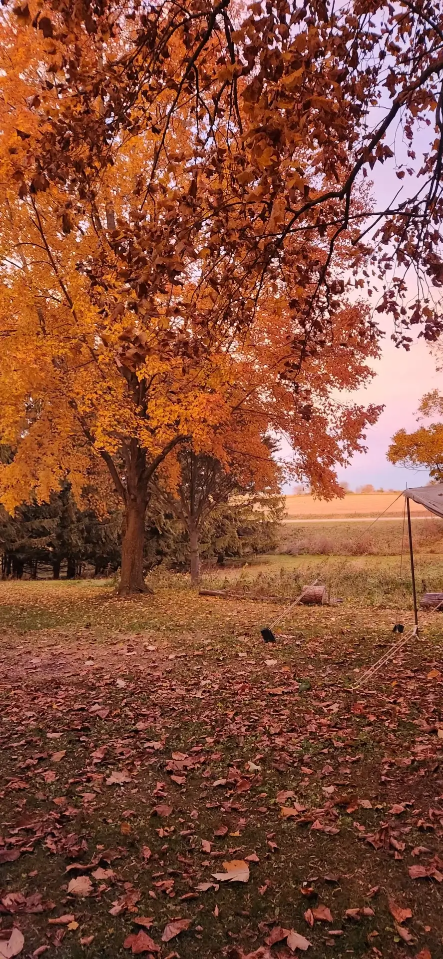 fall